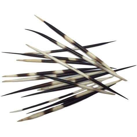 PORCUPINE - Quills (12/PK) – Trophy Room Collection