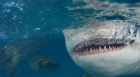 (Great White) Shark vs. Crocodile: Who Wins in a Fight?