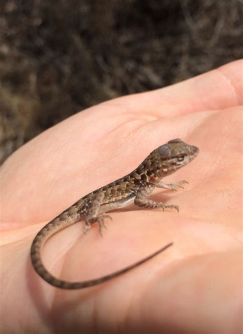 'Tis the Season for Baby Lizards | La Brea Tar Pits