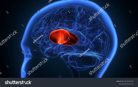 3d Illustration Human Brain Putamen Anatomy Stock Illustration 2072244230