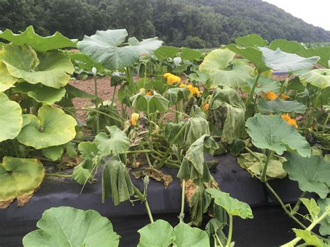 Vegetable: Cucumber Beetle, Striped | UMass Center for Agriculture ...