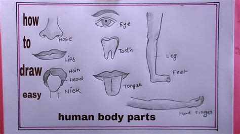 how to draw human body parts easy/human body parts drawing/draw human body diagram - YouTube