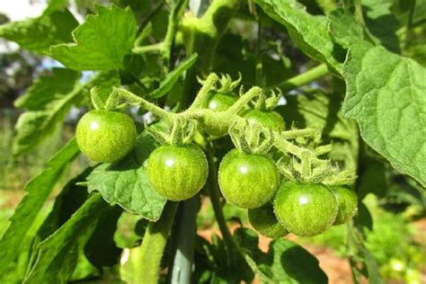 Origin of Tomatoes: The Ancient American Plant and Its Culinary Significance