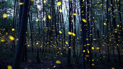 Lightning Bugs, Fireflies - Call Them What You Will, They're Awesome ...