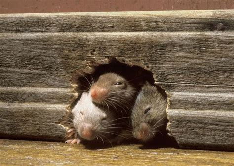 Have Mice in Your House? Here's How to Get Rid of Them and Keep Them ...