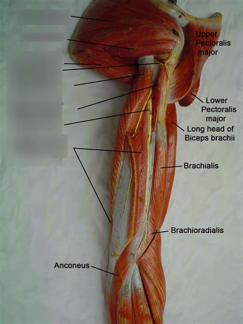 Posterior arm with medial head of triceps brachii 1 Diagram | Quizlet