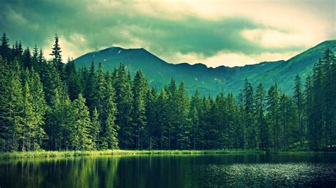 30 Pine Tree Wallpapers - Wallpaperboat