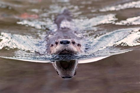 ‘Succession’ actor Crystal Finn describes Feather River otter attack that sent her to hospital