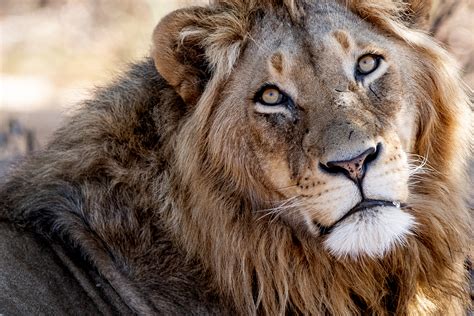 Sensational Wildlife Sightings in South Africa | Experience, Wildlife | Singita