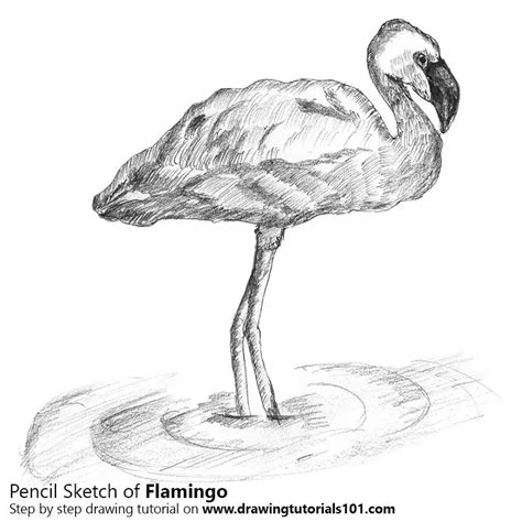 Flamingo Pencil Drawing - How to Sketch Flamingo using Pencils ...