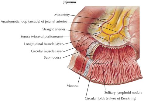 Jejunum anatomy, length of jejunum, function, location & jejunum anatomy