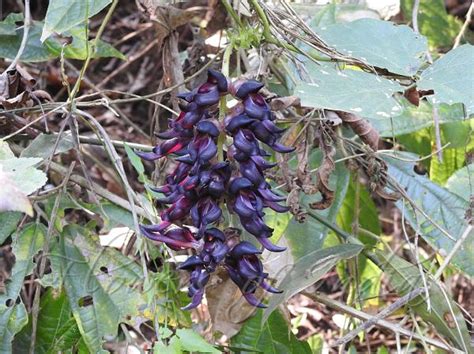 Mucuna bracteata - East-Himalayan Mucuna