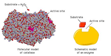 Enzymes | A Level Notes