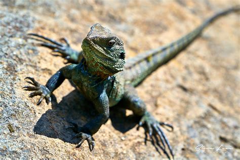 Lizards of Australia - Steve Lees Photography