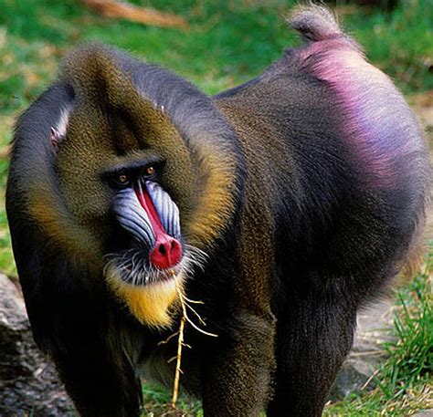 Mandrill - The Largest and Most Colorful of All Monkeys | Animal Pictures and Facts | FactZoo.com