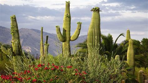 wallpaper arizona, cactus, flowers HD : Widescreen : High Definition : Fullscreen