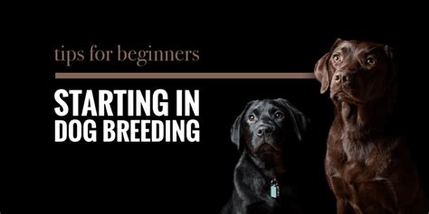 11+ Tips For Beginners Starting In Dog Breeding