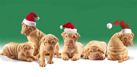 Christmas Dog Wallpapers - Wallpaper Cave