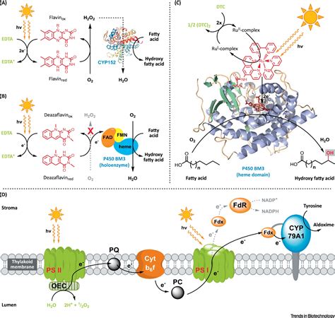 Cytochrome P450 Monooxygenases in Biotechnology and Synthetic Biology: Trends in Biotechnology