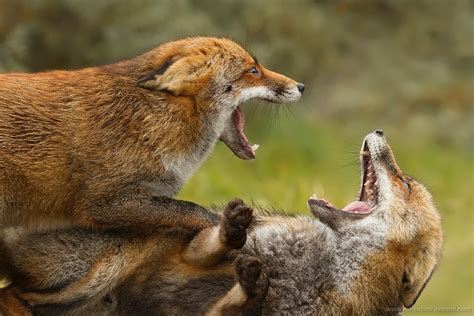 19. Fox Trotting and Fox Fighting | Roeselien Raimond Nature Photography