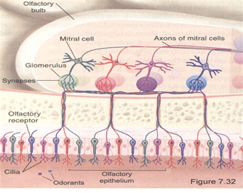 What are mitral cells? — Brain Stuff