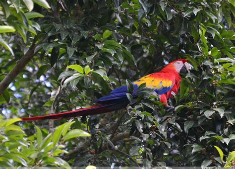 Honduras Animals - Wildlife in Honduras