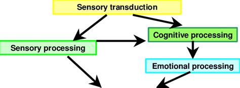 The perceptual process | Download Scientific Diagram