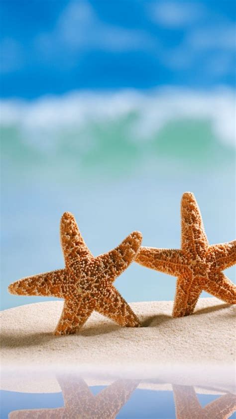 Estrellas de mar Beautiful Sunset, Color Wheel Projects, Sea Star ...