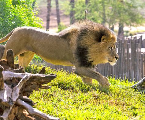 African lion | San Diego Zoo Kids