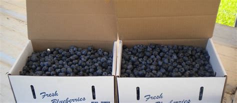 Marshall County Blueberry Festival | Fruit festival in Plymouth | Where ...