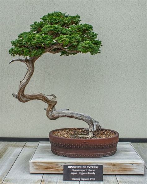 Out Of This World False Cypress Bonsai Tall Faux Plant In Pot