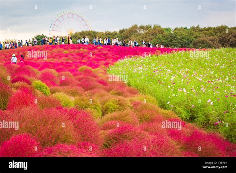 Kochia at Hitachi Seaside Park in autumn at Ibaraki, Japan Stock Photo ...