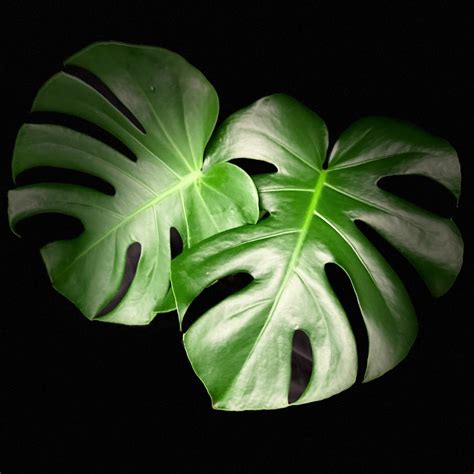 Monstera Deliciosa | 6" Pot - Plant Hawaii