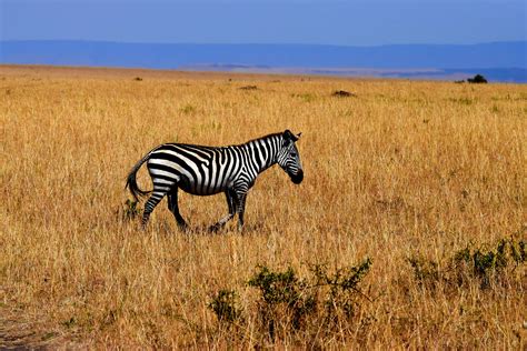 Free Images : field, prairie, adventure, wildlife, herd, grazing, africa, fauna, savanna, plain ...