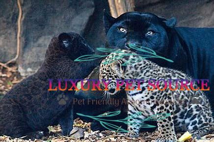 Jaguar Cubs For Sale - Luxury Pet Source - Baby Jaguar for sale