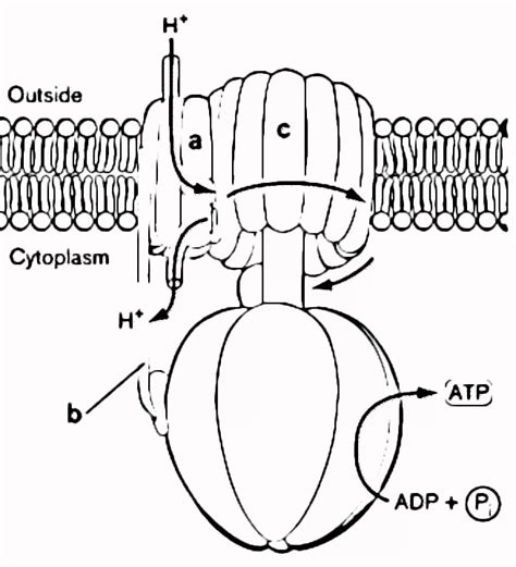 atp-synthase