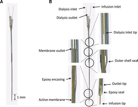 Microdialysis probe with infusion port. A, Magnification showing the ...