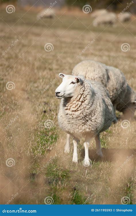 Sheep farm in new zealand stock image. Image of farmland - 261195593