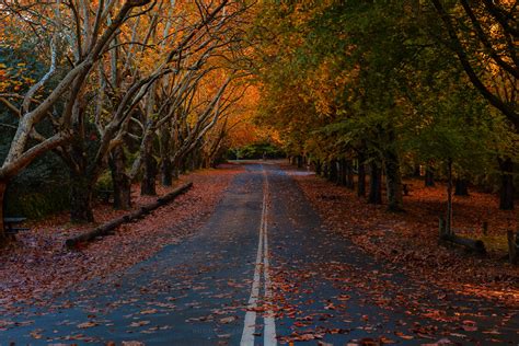 Autumn Colour at Mt Wilson... - Rodney Campbell's Blog Rodney Campbell ...