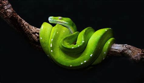 Amazing Python Facts - Famous Snakes Guideline - Pet Lovers Hunt