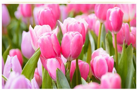 26 Types of Pink Flowers: Tips + Pictures - ProFlowers Blog