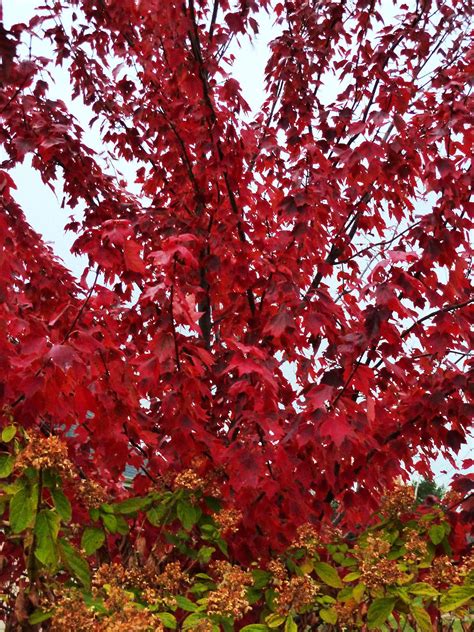 These 15 Maple Trees Will Add Vibrant Color to Your Yard | Trees to plant, Red maple tree, Maple ...