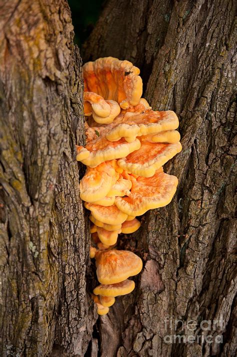 edible mushroom Laetiporus sulphureus Photograph by Arletta Cwalina - Fine Art America