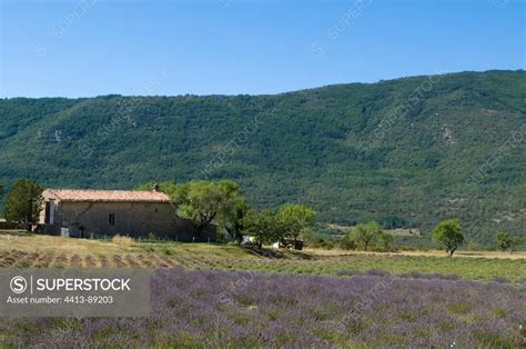 Lavender field La Palud-sur-Verdon Gorges du Verdon - SuperStock