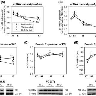 Anaplerosis Analperotic enzymes and the rate limiting enzyme of KC flux... | Download Scientific ...