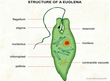 Euglena viridis; Klasifikasi, Morfologi, Habitat, Ciri-Ciri Dll - Melek Perikanan