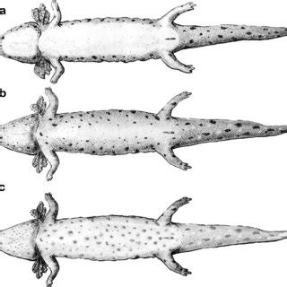 Dorsal colour pattern of Necturus juveniles showing unspotted (a) and... | Download Scientific ...