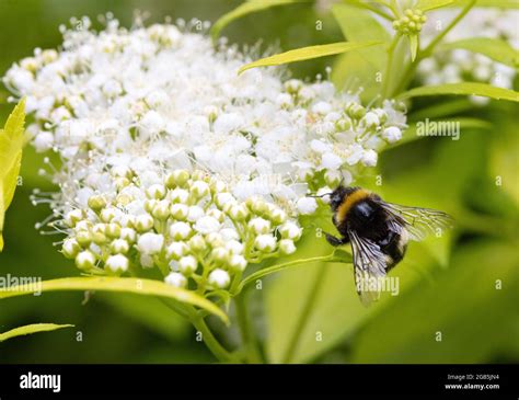 Bumble bee pollinating pollination hi-res stock photography and images - Alamy