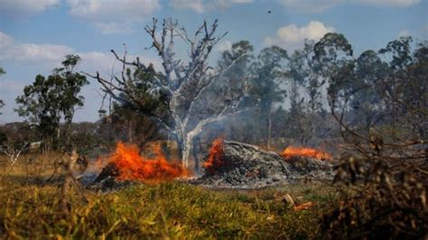 Incendio en el Amazonas: ¿cuál es el efecto inmediato de la catástrofe? - Canal 9 Televida Mendoza