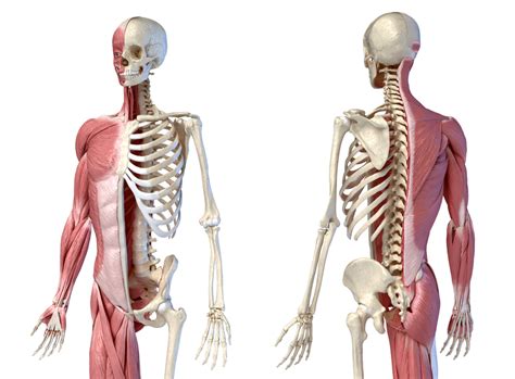 Musculoskeletal system | Quizizz